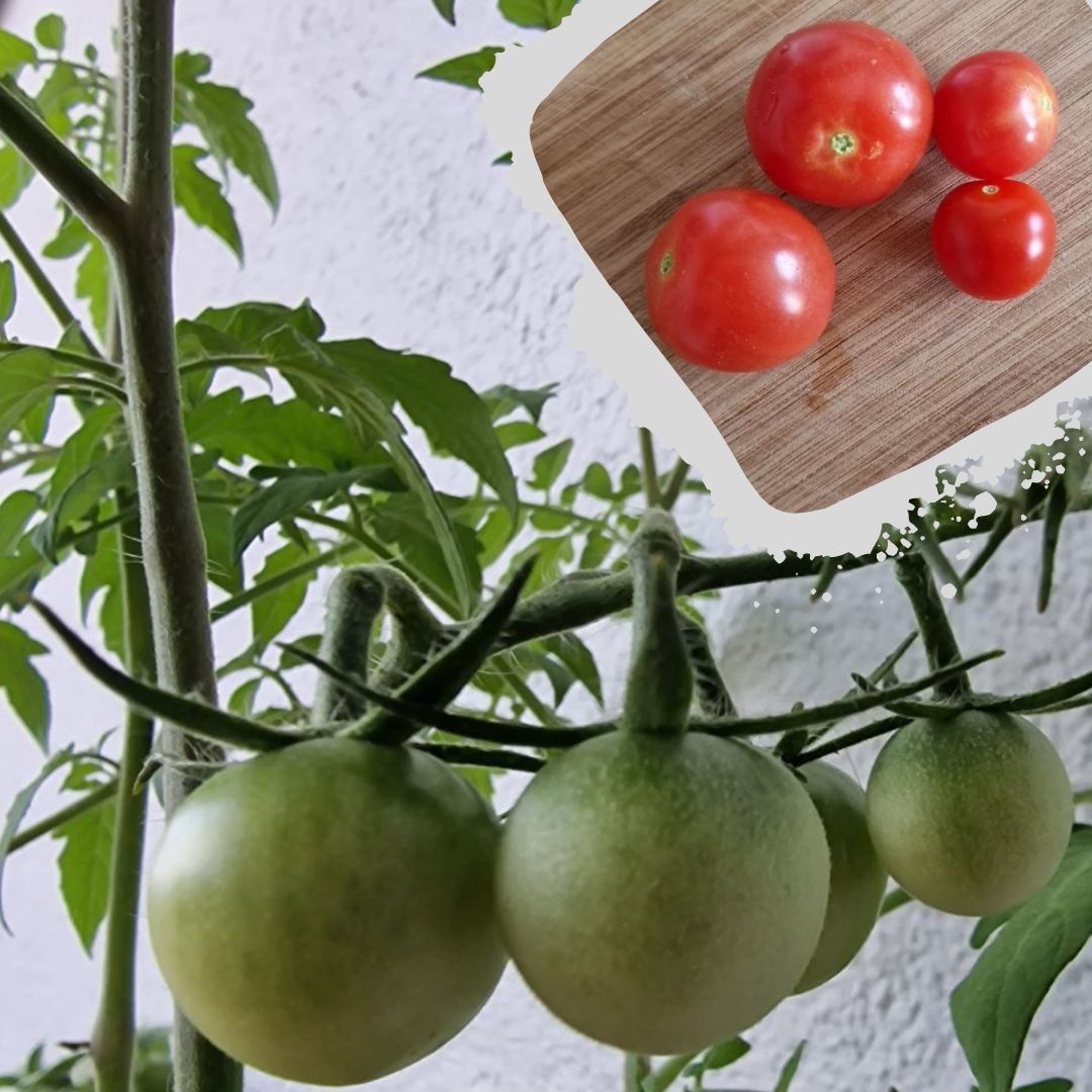 Tomaten selbstgezogen geerntet