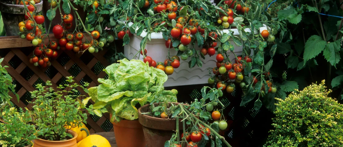 Balkongartenparadies