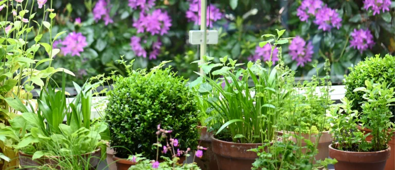 Container-Balkongarten