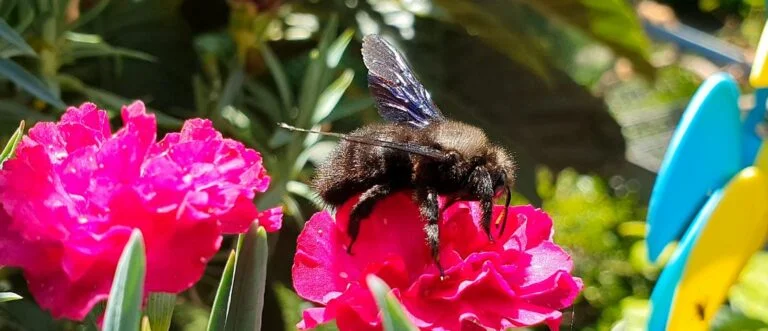 Insektenfreundlicher Balkongarten Holzbiene Blüte